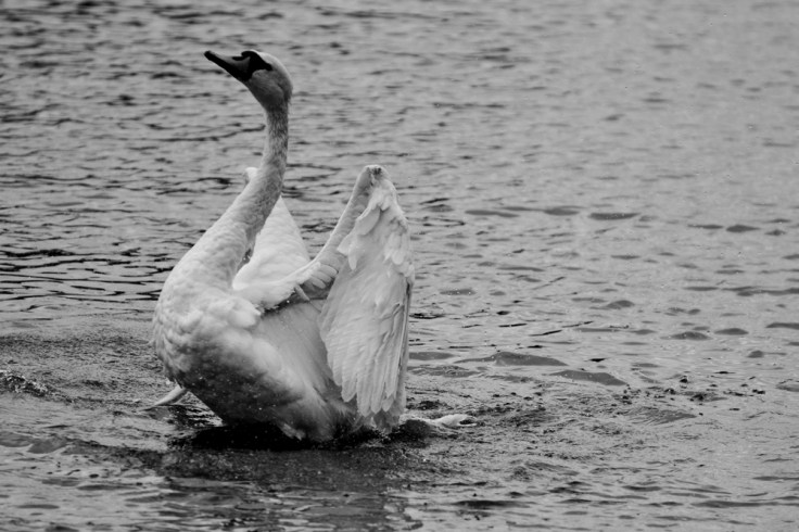 swan 2