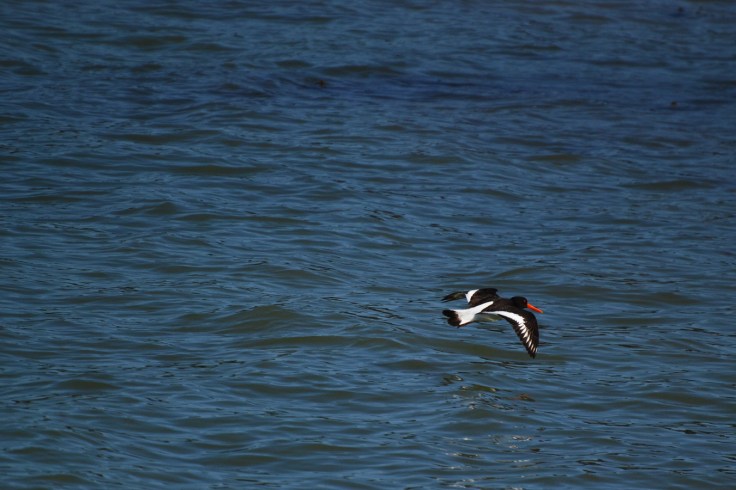 oyster catcher