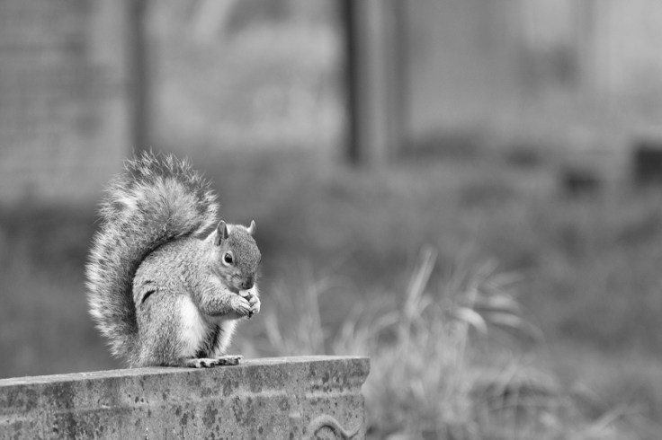 Squirrel eating nut on grave