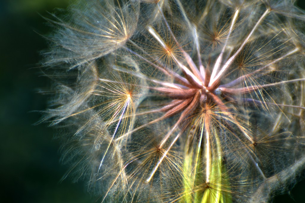 Dandelion