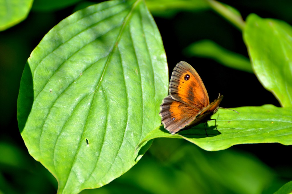 Gatekeeper butterfly