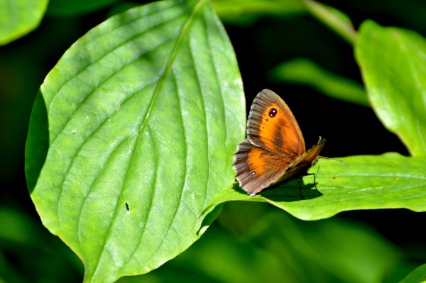 Gatekeeper butterfly