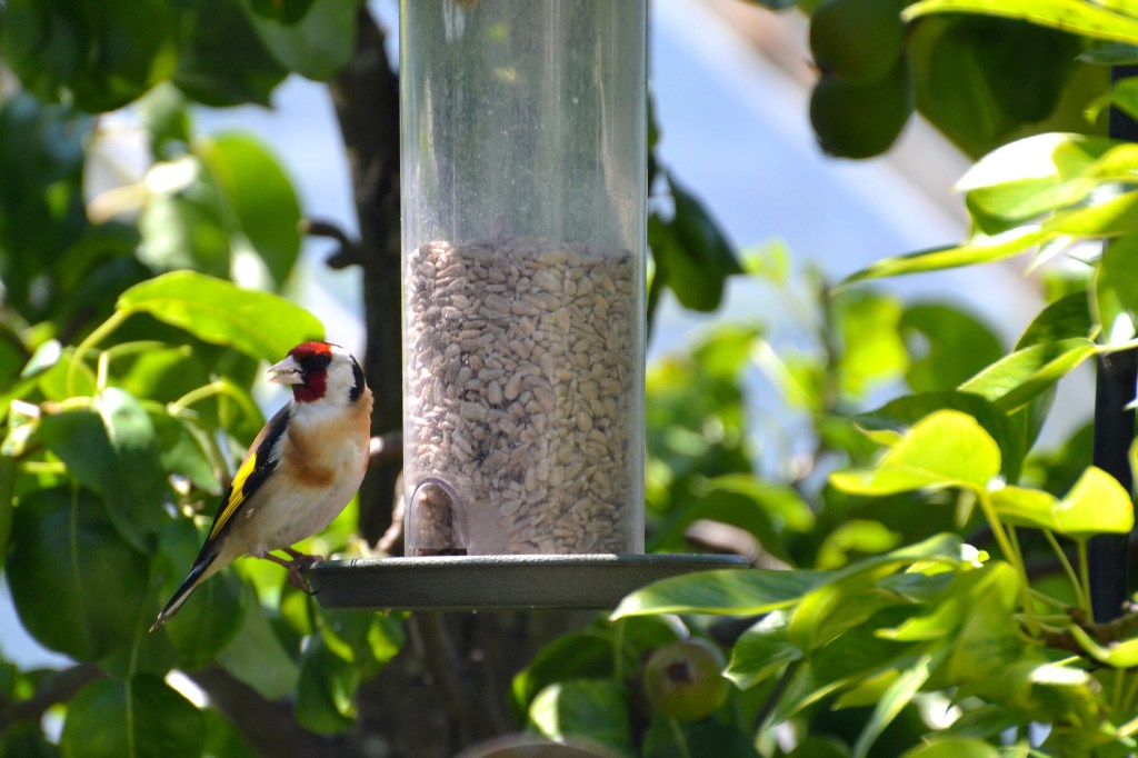 Goldfinch eating seeds