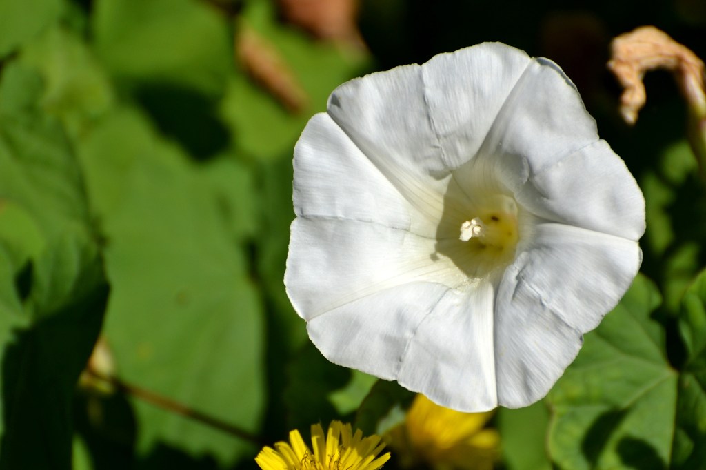 Hedge Bindweed flower