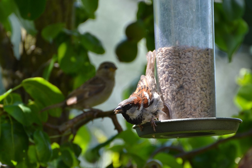 House Sparrow