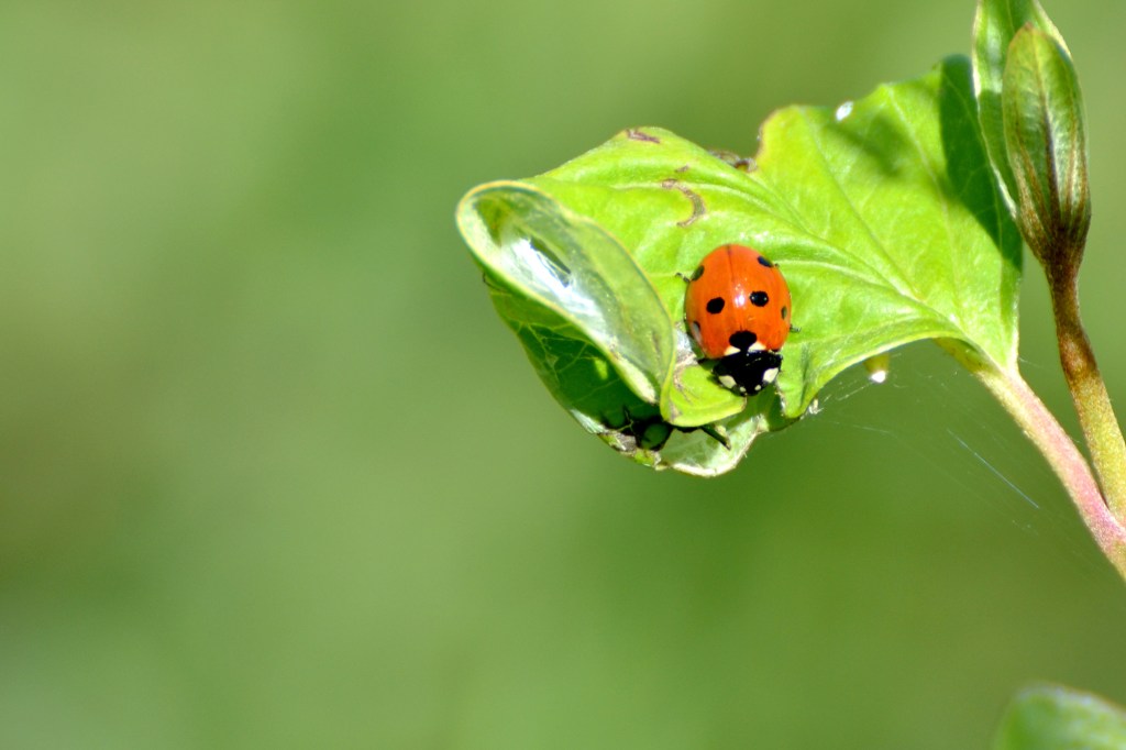 Ladybird