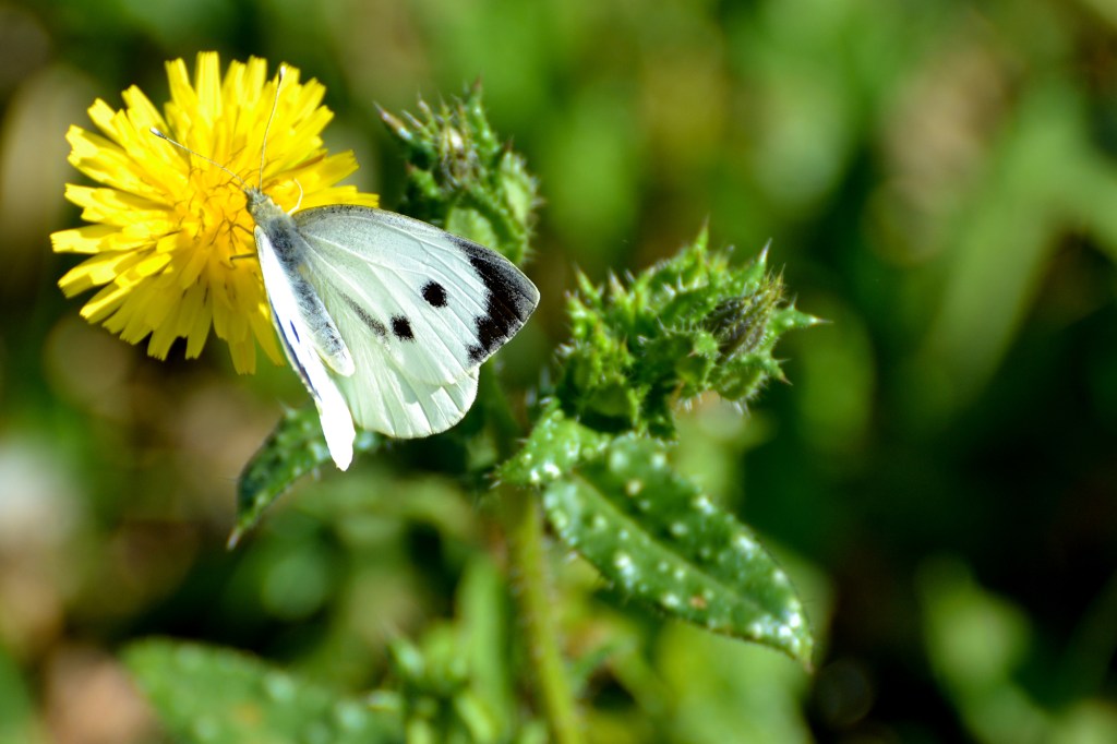 The Large White Butterfly